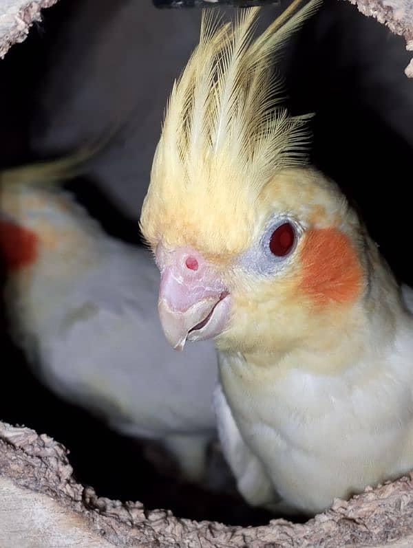 Common White Red Eyes cocktail Breeder pair 3