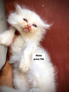 Triple coat persian kittens punch face