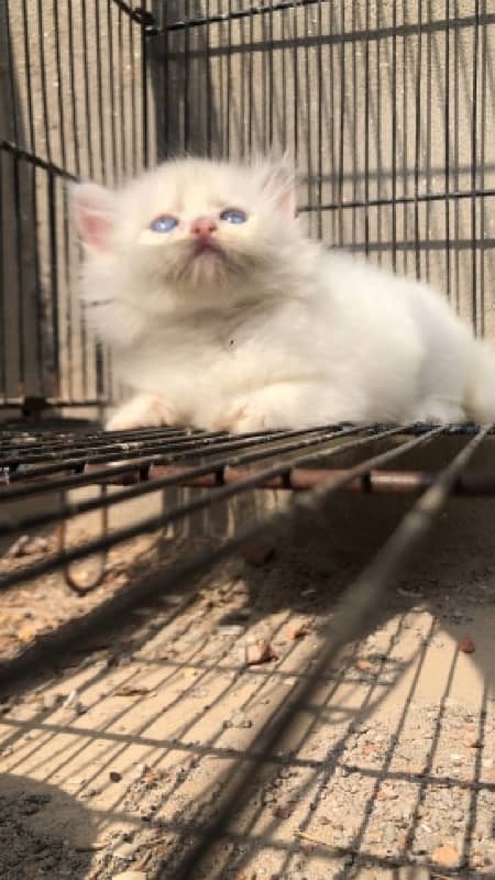 Triple coat persian kittens punch face 2