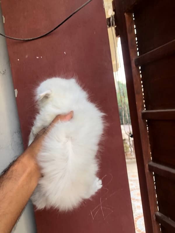 Triple coat persian kittens punch face 3