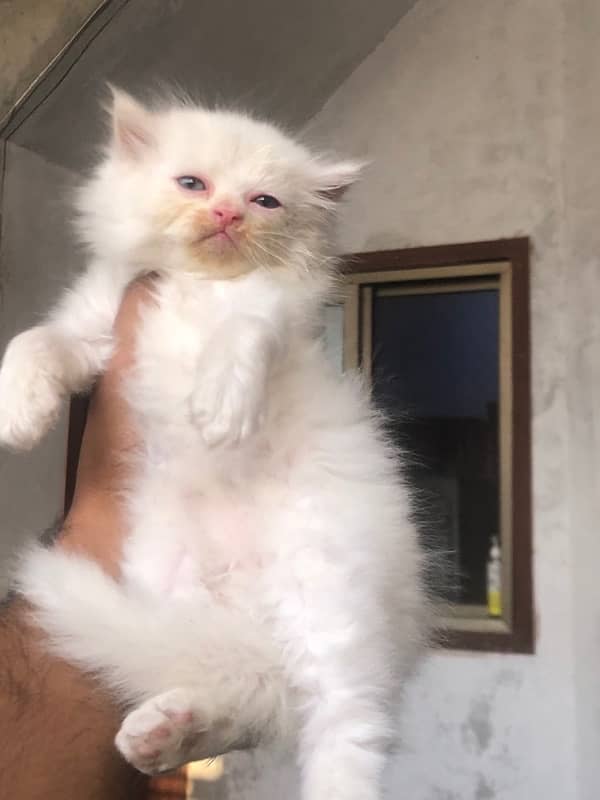 Triple coat persian kittens punch face 4