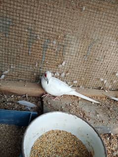 full Wash Breedar Pair Or Male,s Available 0