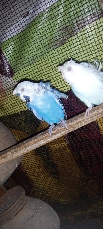 full Wash Breedar Pair Or Male,s Available 8