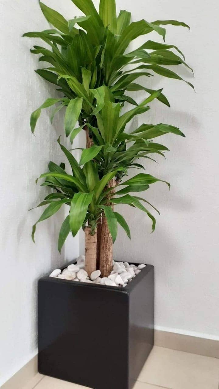 Home Decor plants avaible 1