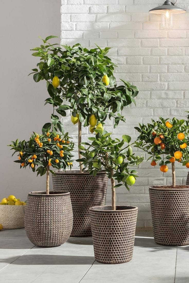 Home Decor plants avaible 2