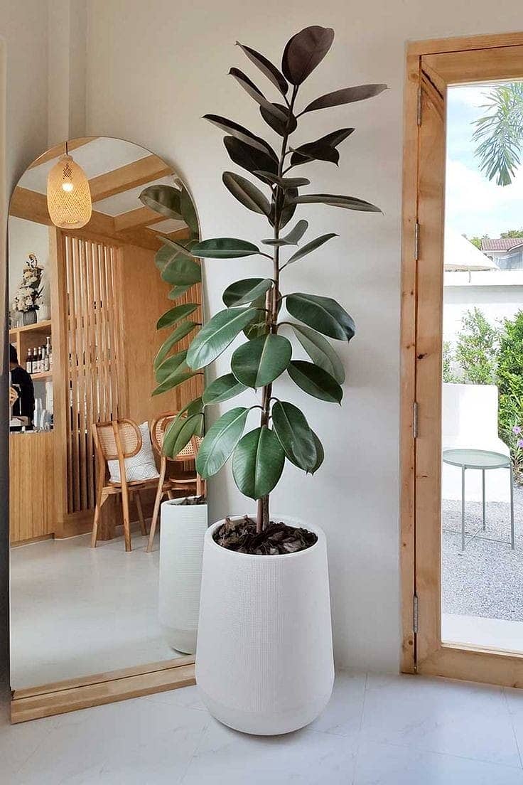 Home Decor plants avaible 3