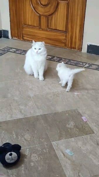 Persian cat for sale female or male my WhatsApp 0325=24=52=724 1