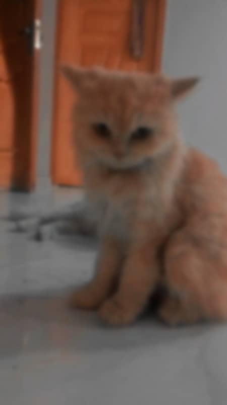 persian cat | female | doll face | cute | tripple coat 4