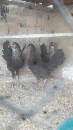 active healthy 3 hens anday denay ka kareeb ha bs 03041175787