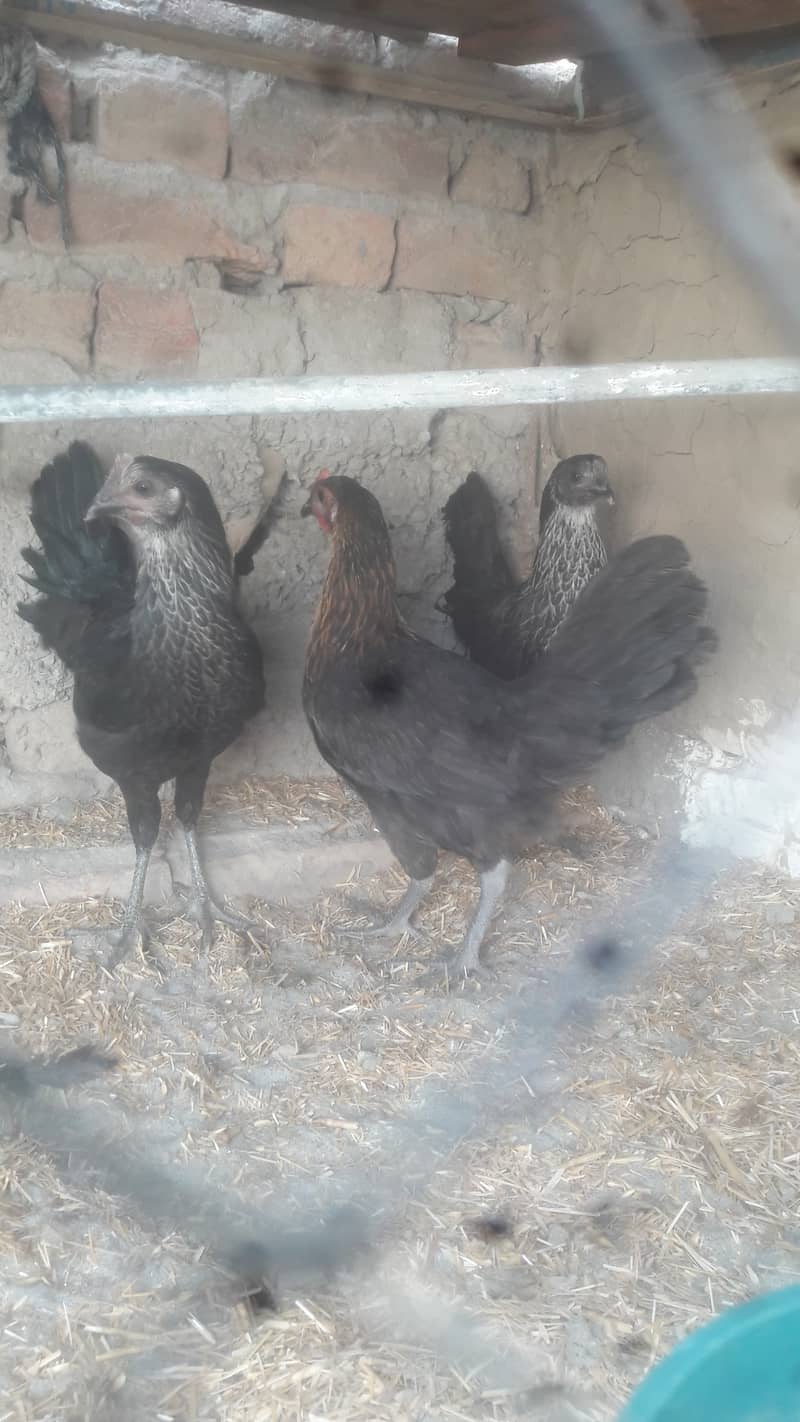 active healthy 3 hens anday denay ka kareeb ha bs 03041175787 0