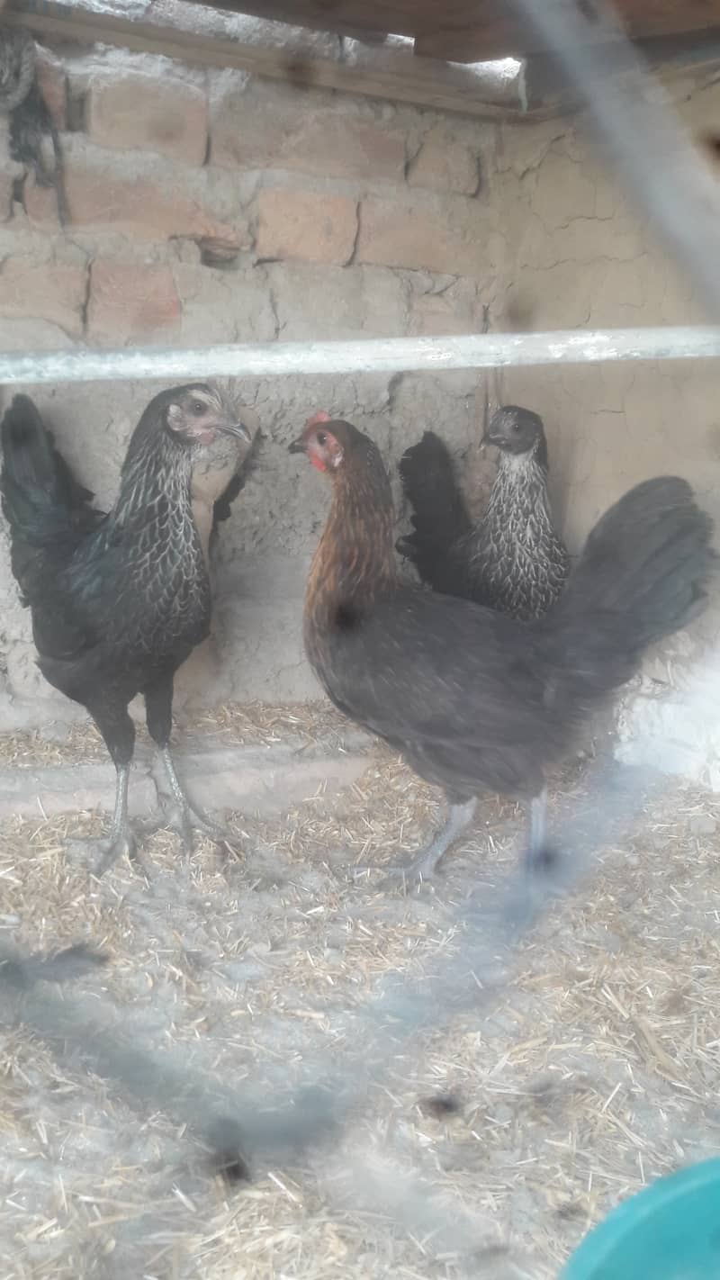 active healthy 3 hens anday denay ka kareeb ha bs 03041175787 1