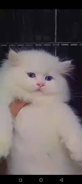 Persian cat for sale Mel aur female my WhatsApp 0325=2452=724 1