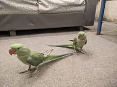 pair Kashmir parrots beautiful tail