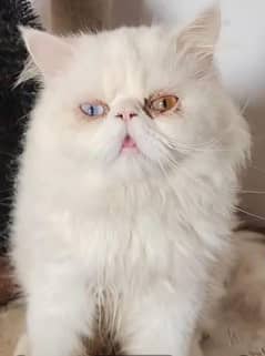 Persian cat for sale Mel aur female my WhatsApp 0325=24=52=724