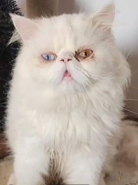 Persian cat for sale Mel aur female my WhatsApp 0325=24=52=724 0