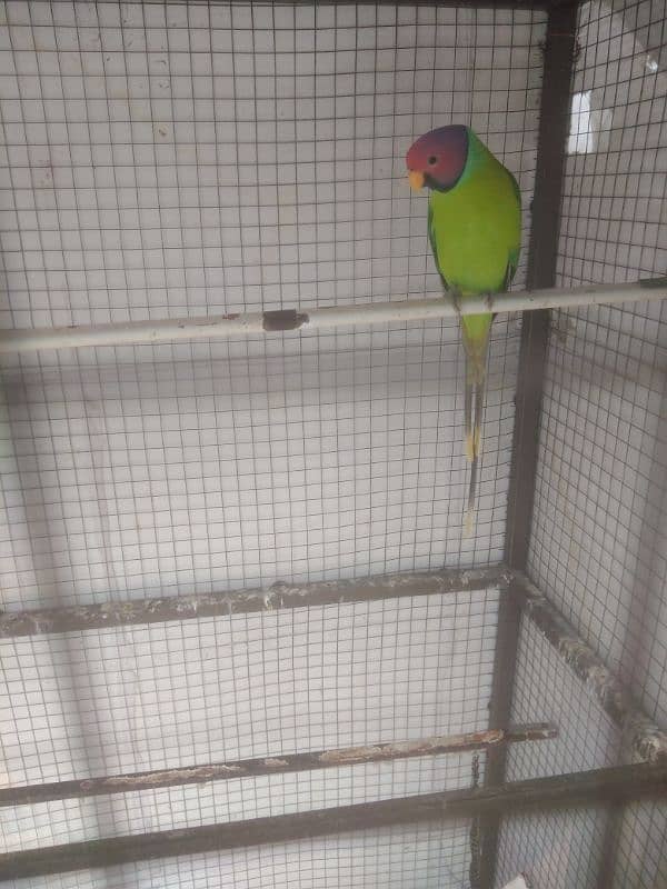 palam head parrot 0