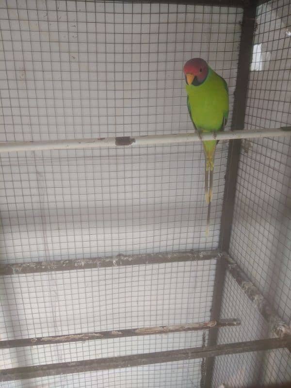 palam head parrot 1