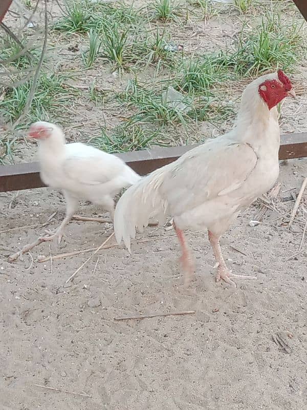 pair for sale. hera paper white. white nok nali white eyes. loc kamra atk 1