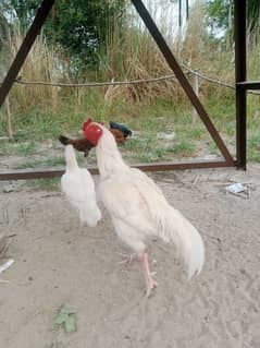 pair for sale. hera paper white. white nok nali white eyes. loc kamra atk