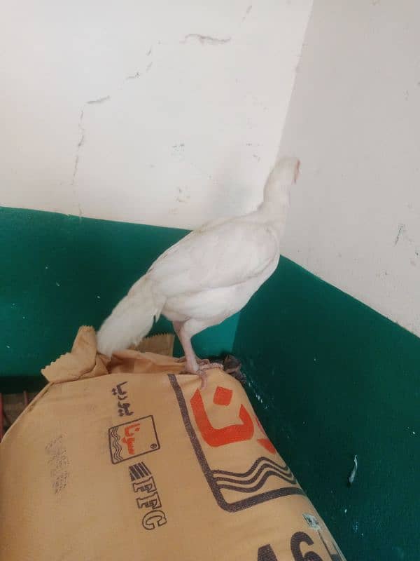 pair for sale. hera paper white. white nok nali white eyes. loc kamra atk 9