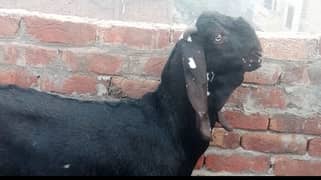 beetal goat|nagri goat|Desi goat|