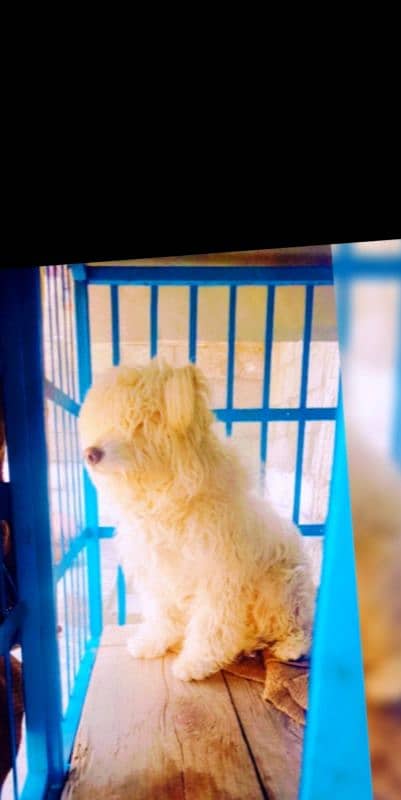 Poodle dog for sale 1