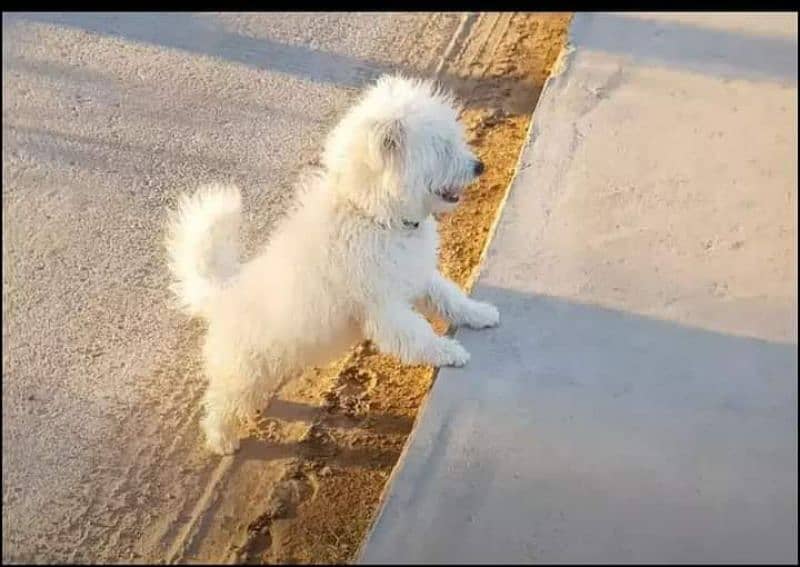 Poodle dog for sale 2