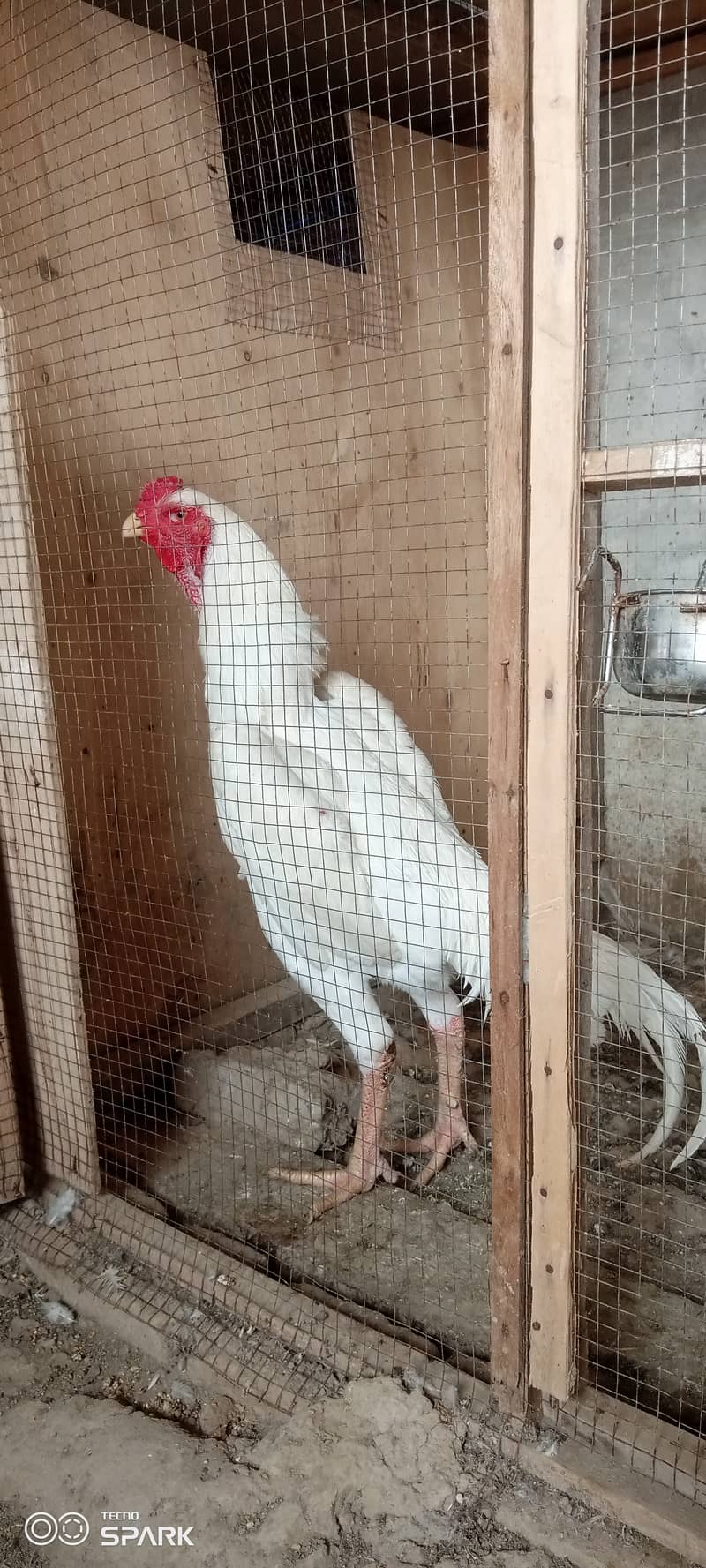 Shamo chickens Available 1