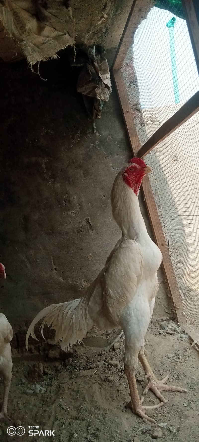 Shamo chickens Available 2