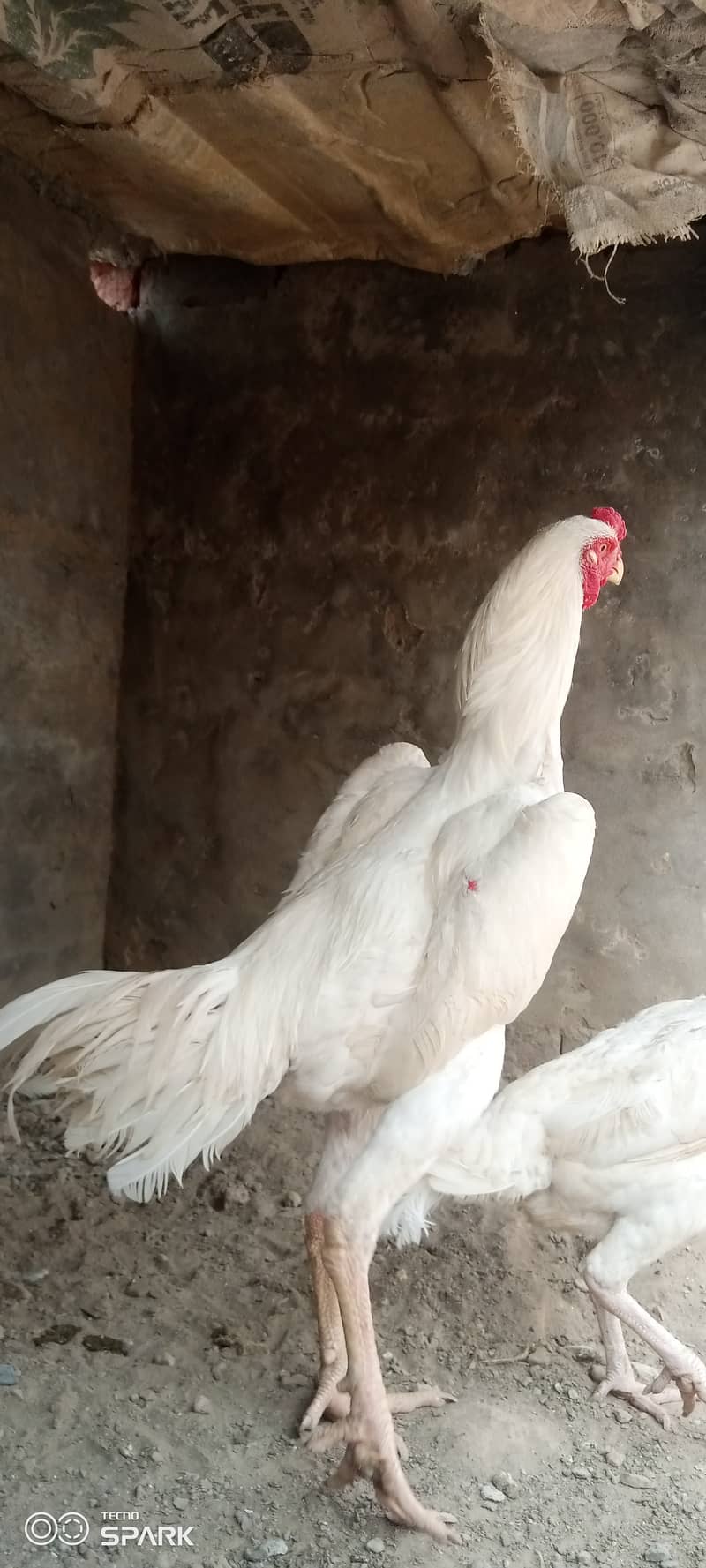 Shamo chickens Available 3