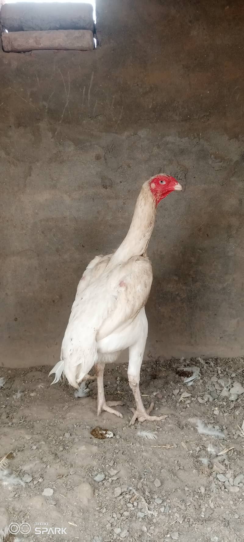 Shamo chickens Available 4