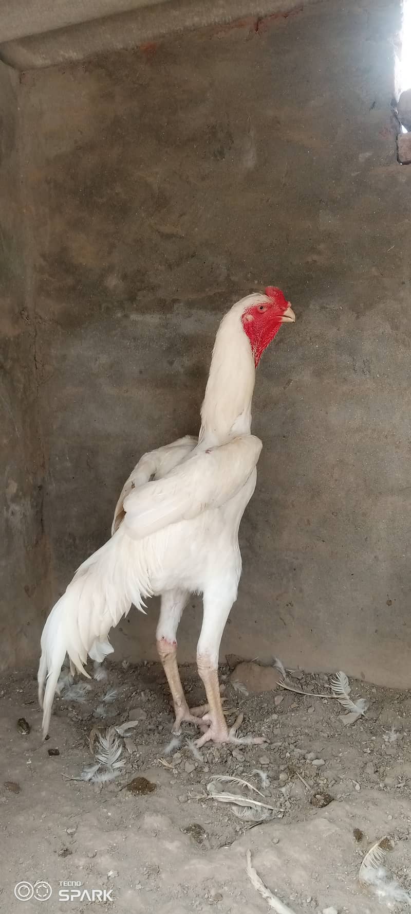 Shamo chickens Available 6