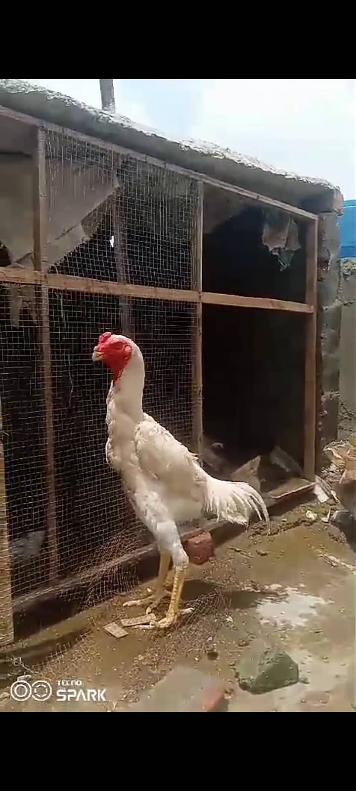 Shamo chickens Available 7