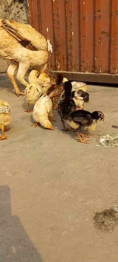 Burmi x pakistani old chicks available urgent sale