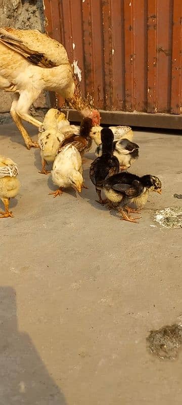 Burmi x pakistani old chicks available urgent sale 1