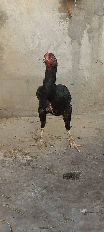 Burmi x pakistani old chicks available urgent sale 3