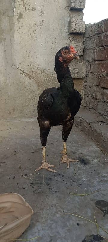 Burmi x pakistani old chicks available urgent sale 4