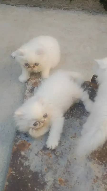 Persian kittens 1