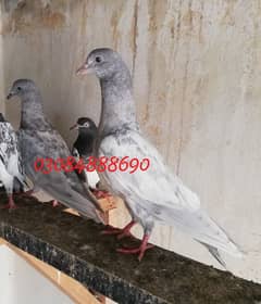 Quality salata kamager pigeon in Lahore 0.3. 0.8. 4.8. 8 8.6. 9.0 0