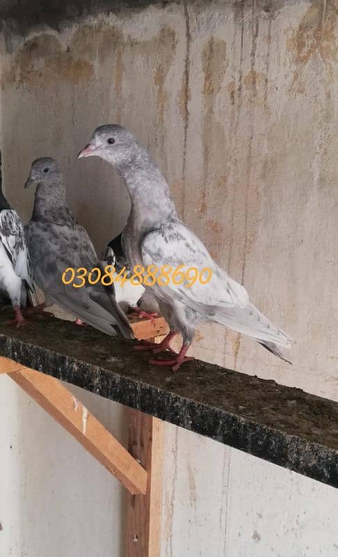 Quality salata kamager pigeon in Lahore 0.3. 0.8. 4.8. 8 8.6. 9.0 1