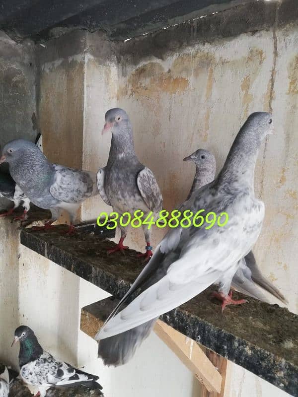 Quality salata kamager pigeon in Lahore 0.3. 0.8. 4.8. 8 8.6. 9.0 2