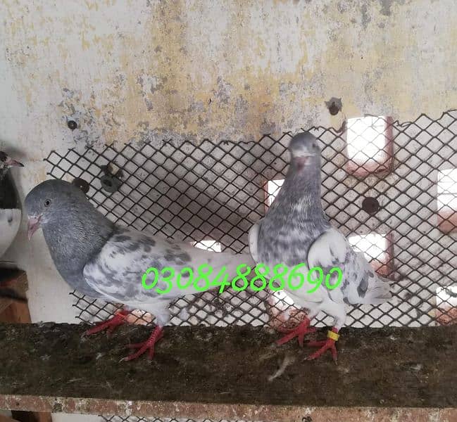 Quality salata kamager pigeon in Lahore 0.3. 0.8. 4.8. 8 8.6. 9.0 3