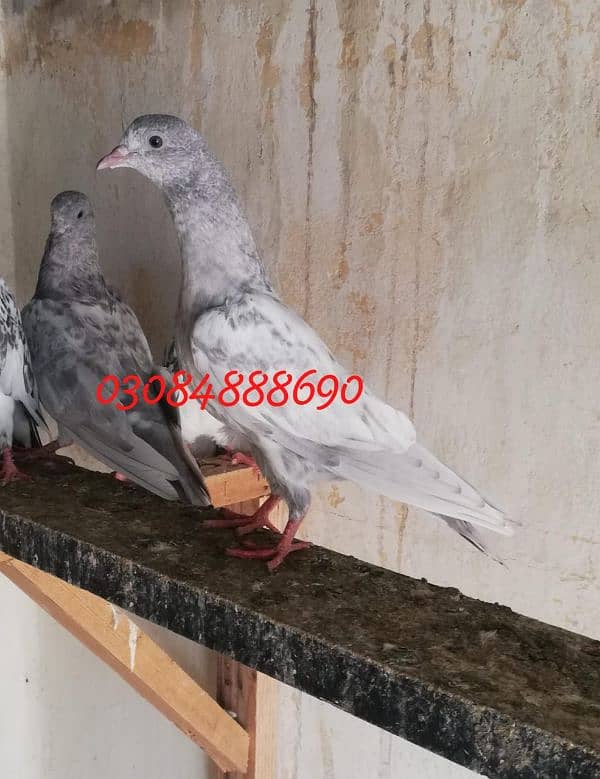 Quality salata kamager pigeon in Lahore 0.3. 0.8. 4.8. 8 8.6. 9.0 4