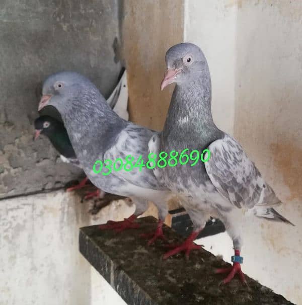 Quality salata kamager pigeon in Lahore 0.3. 0.8. 4.8. 8 8.6. 9.0 5