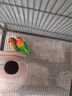 complet pair love bird