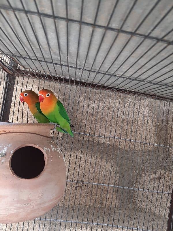 complet pair love bird 0