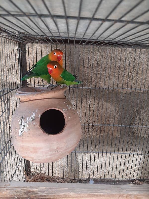 complet pair love bird 2