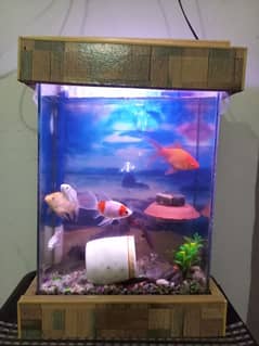 Aquarium and 9 fish for sale in lahore