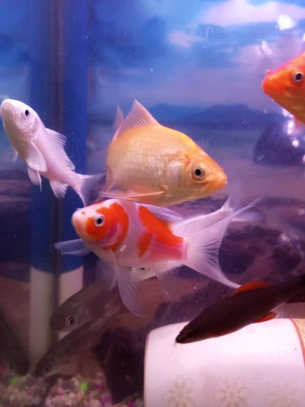 Aquarium and 9 fish for sale in lahore 2