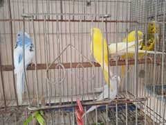 Budgie